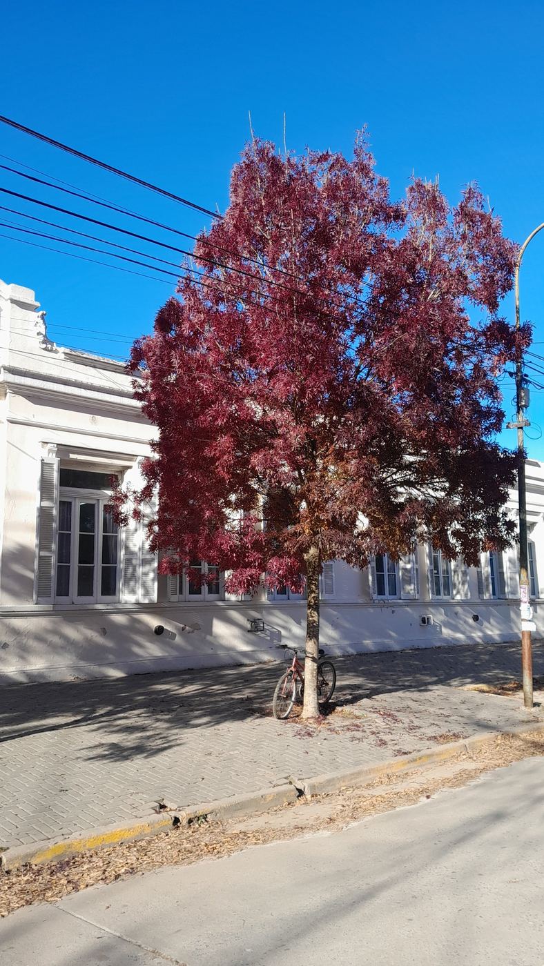 Edificio del colegio con un árbol de hojas rojas en la vereda