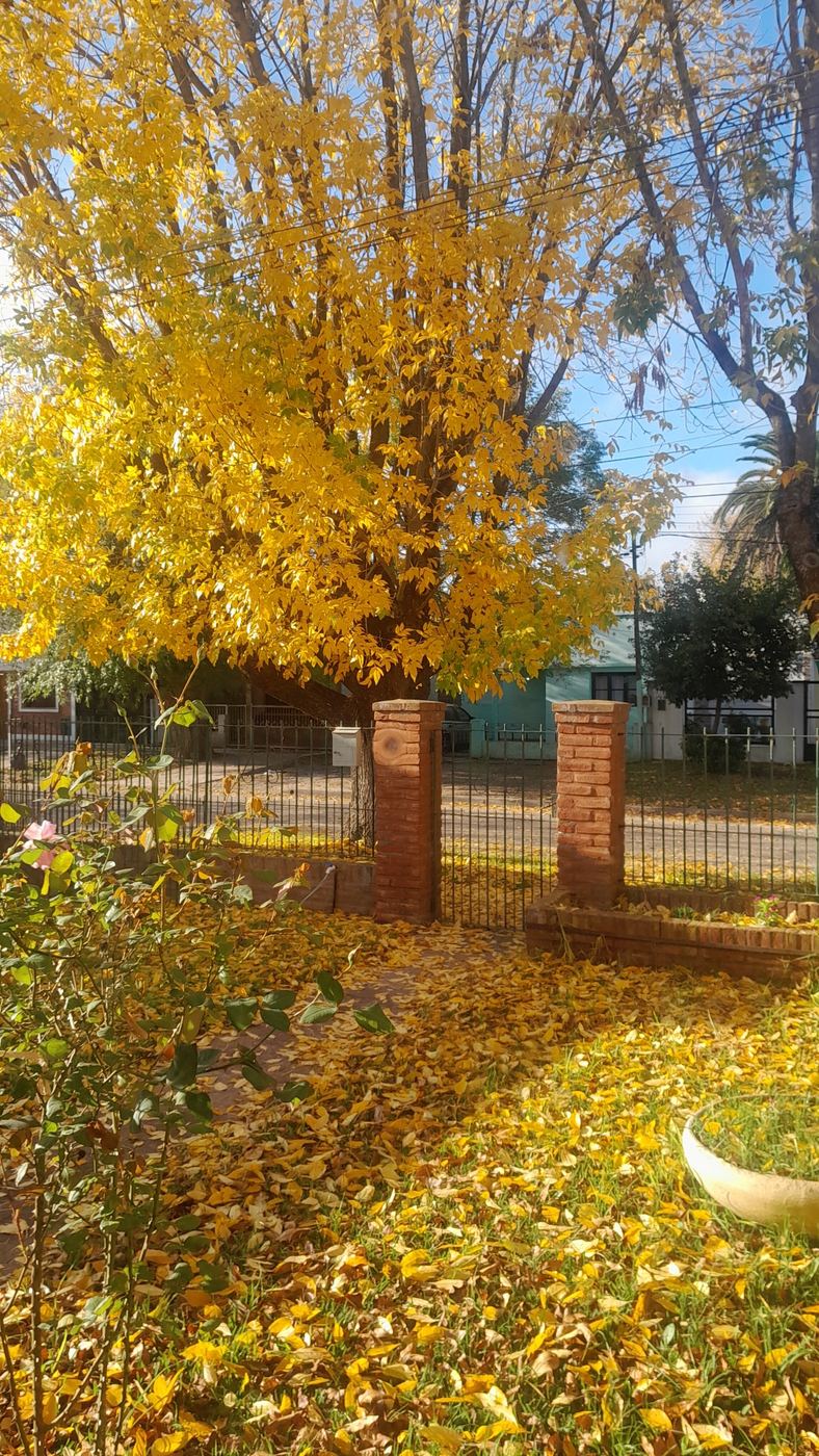 Jardín cubierto de hojas amarillas con pilares de ladrillo