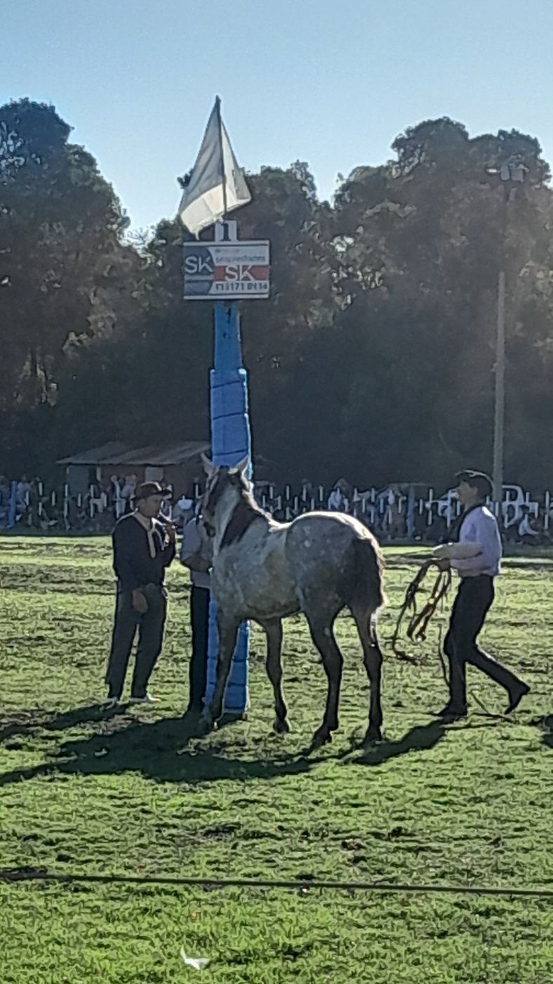 Jineteada con gauchos y caballos junto al palenque