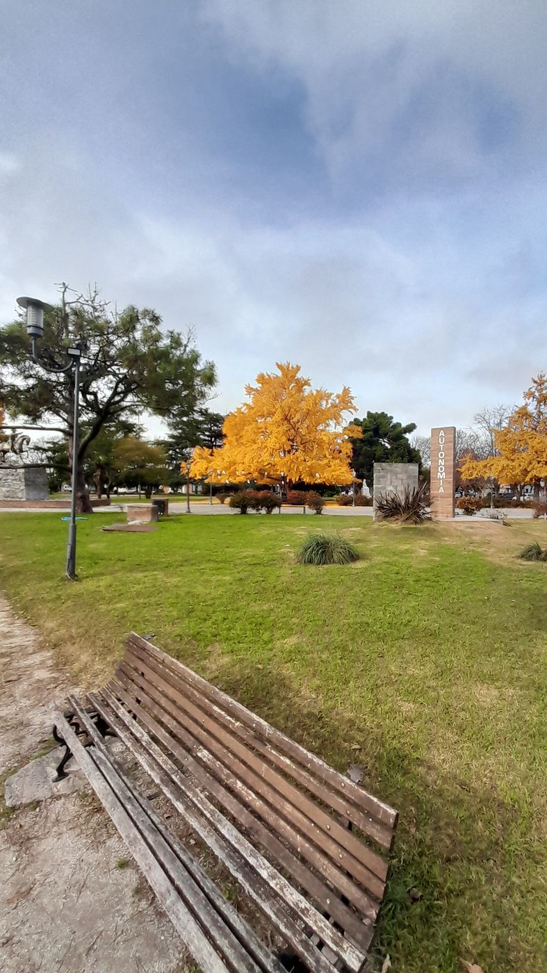 Plaza con un ginkgo amarillo y el monolito Autonomía
